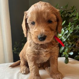 Marv - Apricot male Goldendoodle puppy in Goshen, Ohio from Land of Goshen Doodles