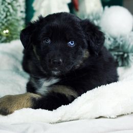 Briar - Black tri-color male Australian Shepherd puppy in Eubank, Kentucky from Ashlee's Aussies