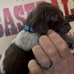 DiMaggio Blue collar - Liver roan male German Shorthaired Pointer puppy in Six Mile, South Carolina from The Proper Pointer Co.
