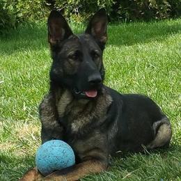 German Shepherds from Koch Hoher Zwinger