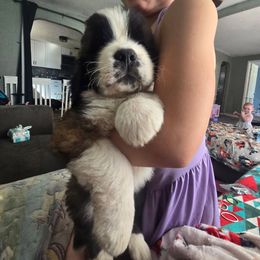 Green - Brown and white male Saint Bernard puppy in Lebanon, Oregon from Tonya Tate's Saint Bernards