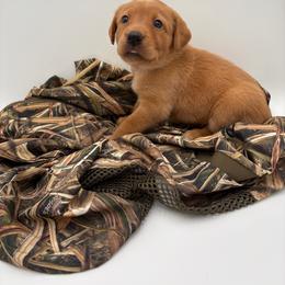 Purple - Yellow female Labrador Retriever puppy in Heath Springs, South Carolina from Rich Hill Retrievers