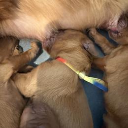 Tie dye boy - Chestnut male Irish Setter puppy in West Haven, Utah from McClellan Setters