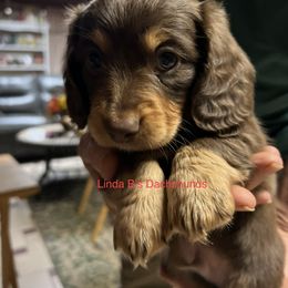 Dachshund Puppies from Linda B’s Dachshunds