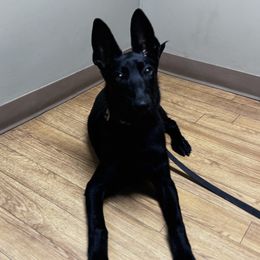 Belgian Malinois puppies from Battle Road K9