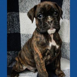 Pup 3 - Brindle male Boxer puppy in Perry, Michigan from Boxer Boulevard