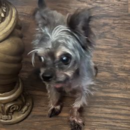 Chase - Yorkshire Terrier