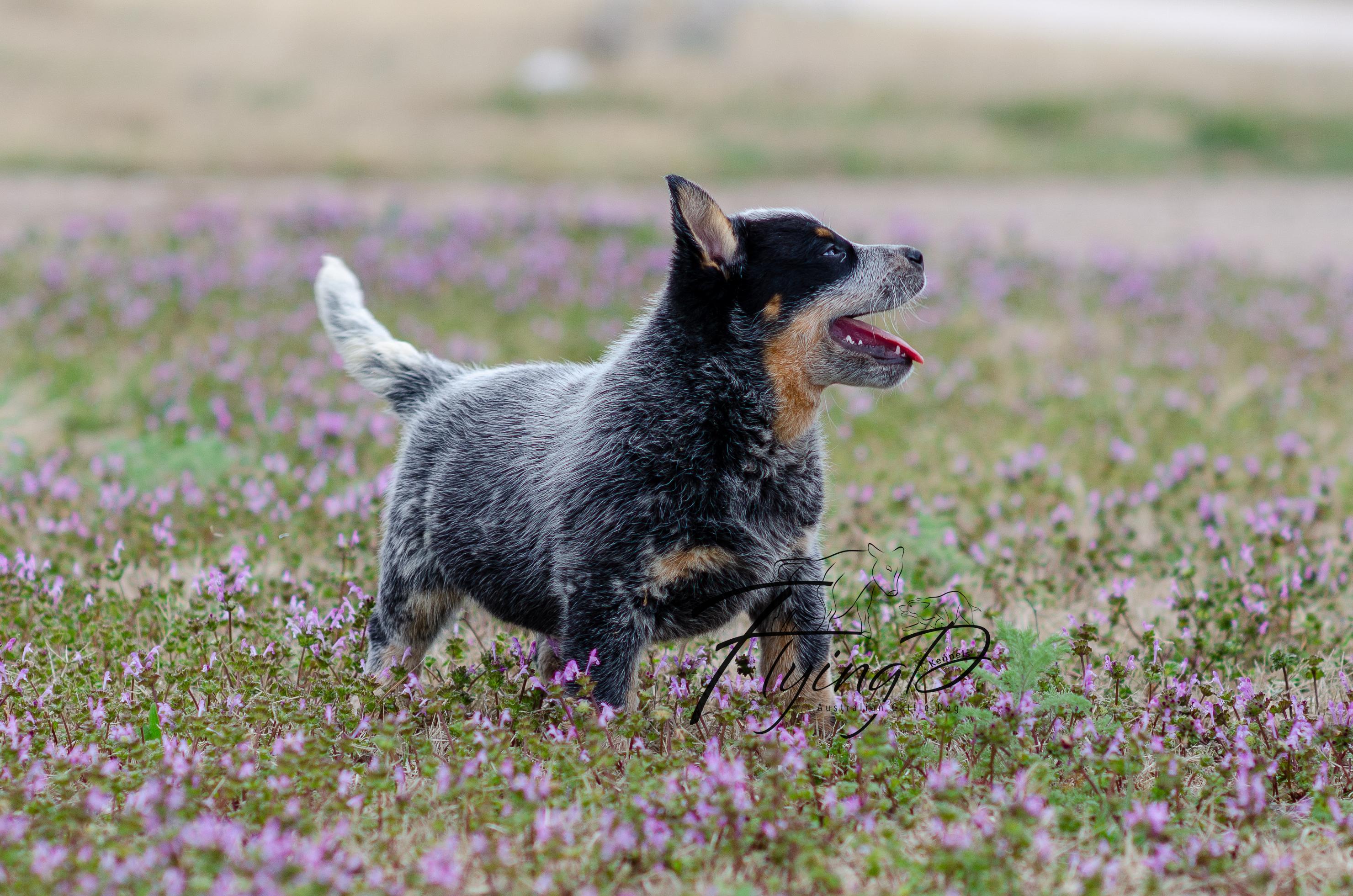 Australian Cattle Dogs and German Shepherds from Flying D Kennels