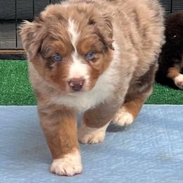 Australian Shepherd Puppies from Black Canyon Corral Aussies