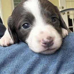 Bluebell - Gray (blue) female Dachshund puppy in Brooksville, Florida from Dip N Doxies