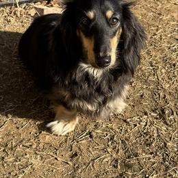 Maudie - Dachshund