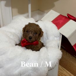 Bean - Apricot male Goldendoodle puppy in Graham, North Carolina from Geise Meadow Doodles