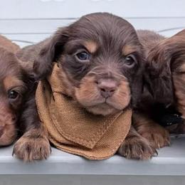 Cody mom is a European middle in group photo - Chocolate male Dachshund puppy in Richmond, Virginia from Irresistible Dachshunds & Cavaliers