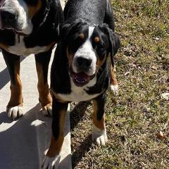 Nimue - Greater Swiss Mountain Dog
