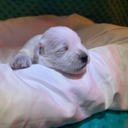 Miniature Schnauzer Puppies from S & S Miniature Schnauzer