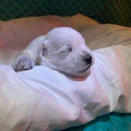 Miniature Schnauzer Puppies from S & S Miniature Schnauzer
