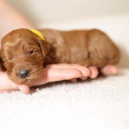 Yellow collar - Red  female Goldendoodle puppy in Spokane, Washington from Doodle Love