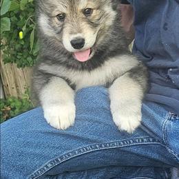Echo - Agouti and white male Siberian Husky puppy in Louisville, Kentucky from Wild Hunt Huskies