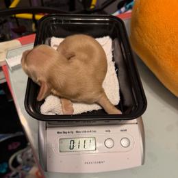 Caramel - Cream male Dachshund puppy in Irving, Texas from DFW Dachshunds by G & S