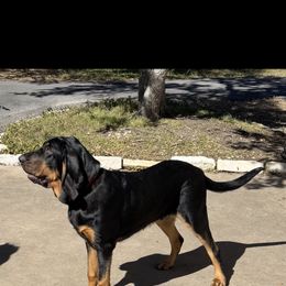 Smith - Black and tan Bloodhound puppy in Vanderpool, Texas from Kiwi Hunting Services