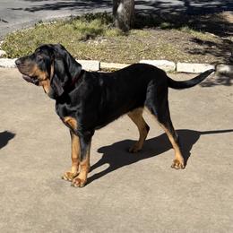 Smith - Black and tan Bloodhound puppy in Vanderpool, Texas from Kiwi Hunting Services