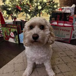 Cockapoo, Cocker Spaniel, and Poodle All Grown Up from The Cocker Cingdom
