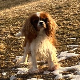 Cavalier King Charles Spaniel puppies from RoaringCreek