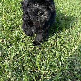Dolly - Black female Shihpoo puppy in El Campo, Texas from Billy's Puppies