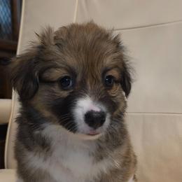 Chanel - Red female Pembroke Welsh Corgi puppy in Decatur, Illinois from Smilin Corgis