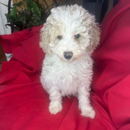 Moose - Poodle puppy from Lainy's Homegrown Farm puppies