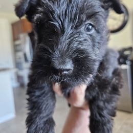 Paisley - Black brindle female Scottish Terrier puppy in Seligman, Arizona from Magnum Scottish Terriers