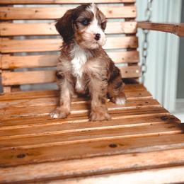 Haven - Sable male Bernedoodle puppy in Jackson, Missouri from Pincksten Family Doodles