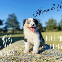Australian Shepherd Puppies from Far West Aussies