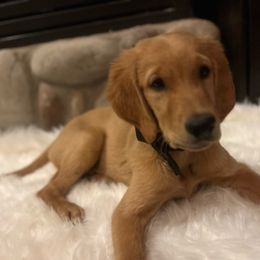 Tulum - Goldendoodle puppy from 2 Lazy Ts Ranch