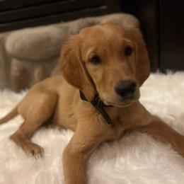 Tulum - Goldendoodle puppy from 2 Lazy Ts Ranch