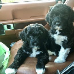 Portuguese Water Dog All Grown Up from Magellan Portuguese Water Dog