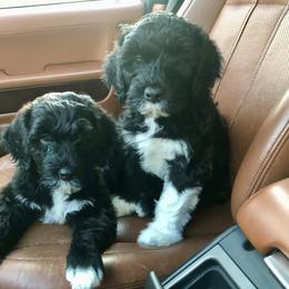 Portuguese Water Dog All Grown Up from Magellan Portuguese Water Dog