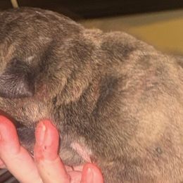 Boy2 - Chestnut brindle male Cane Corso puppy in Gwinnett County, Georgia from Better Than You Cane Corso’s