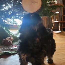 Assorted Doodle Crosses, Aussiedoodle, Australian Shepherd, Long Haired Weimaraner, Shihpoo, and Shih Tzu Puppies from Rockiń N Kennel