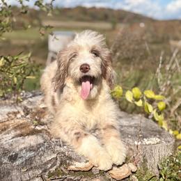 Winnie - Red merle female Aussiedoodle puppy in Factoryville, Pennsylvania from North Mountain Doodles