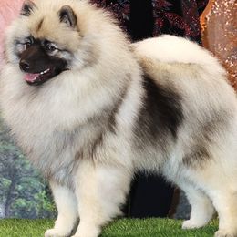 Keeshond puppies from Windrift Keeshond