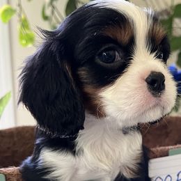 Cooper - Cavalier King Charles Spaniel puppy from Cloud Nine Cavaliers