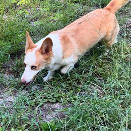 Possom - Cardigan Welsh Corgi