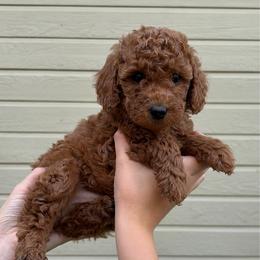 Purple - Red  female Goldendoodle puppy in Meridian, Idaho from Greenfield Goldendoodles