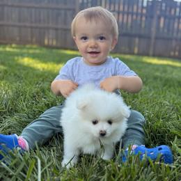 Aspen - White male Pomeranian puppy in Edmond, Oklahoma from Okie Poms