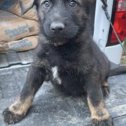 Dachshund and German Shepherd Puppies from Illyria Dox & GSD