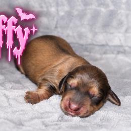 Buffy - Cream female Dachshund puppy in Crestview, Florida from Neverending Dachies