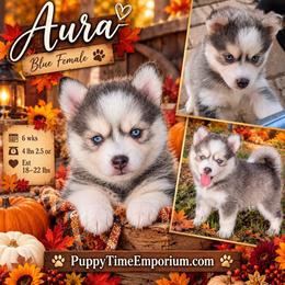 Aura (blue) - 2300 - Blue female Pomsky puppy in Spring Hill, Florida from www.PuppyTimeEmporium.com