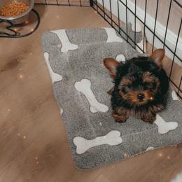 Boy 1 - Black and gold male Yorkshire Terrier puppy in Chino Hills, California from Chino Hills Yorkies