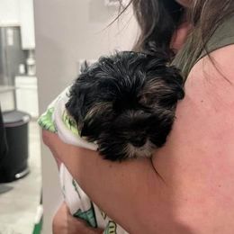 Bella - Black and tan female Yorkshire Terrier puppy in Jacksonville, Florida from Lisa's Yorkshire Terriers